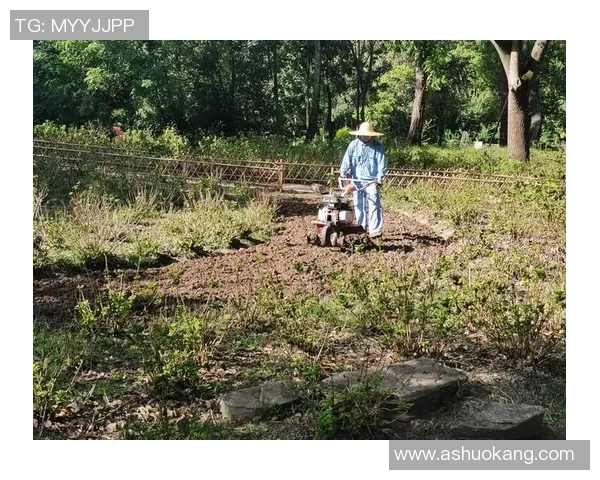 草坪养护团队的秘密：如何在百场比赛中保持球场完美状态